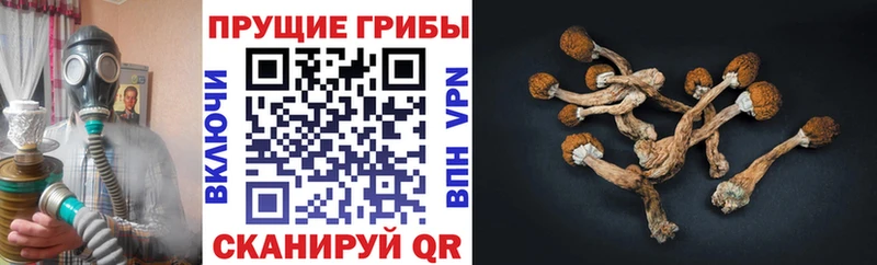 Галлюциногенные грибы Cubensis mega онион Белебей